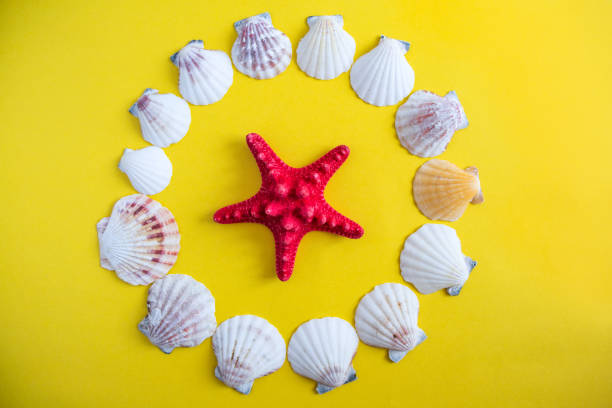istock A different type of seashell on yellow background 1138834220