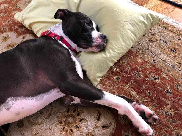 istock Large black and white mixed breed dog on persian rug with head on feather pillow 1138834510