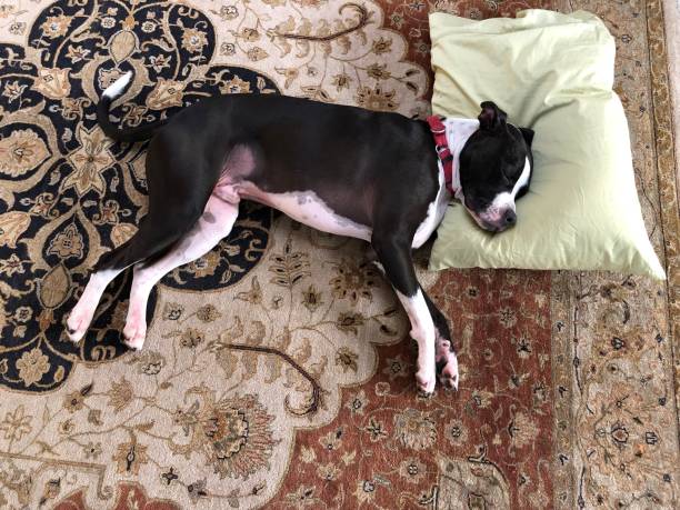 Large black and white mixed breed dog on persian rug with feather pillow