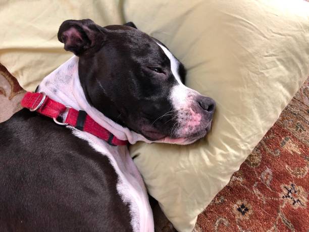istock Large black and white mixed breed dog on persian rug with head on feather pillow 1138834531