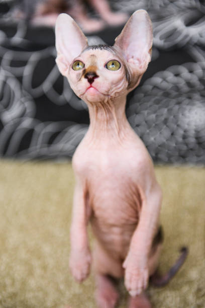 istock portrait of a bald cat, sphynx kitten spotted 1138834765