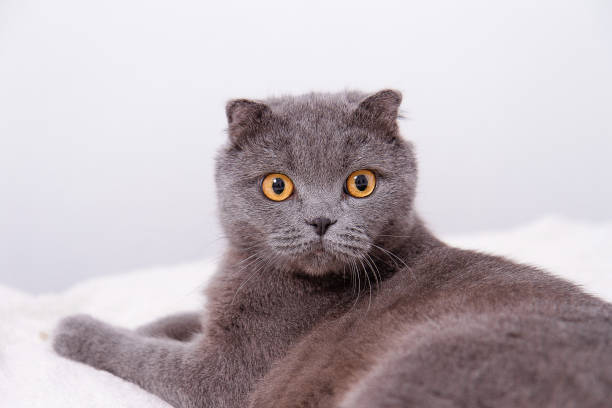 istock Portrait grey cat breed of Scottish Fold lop-eared. 1138834791