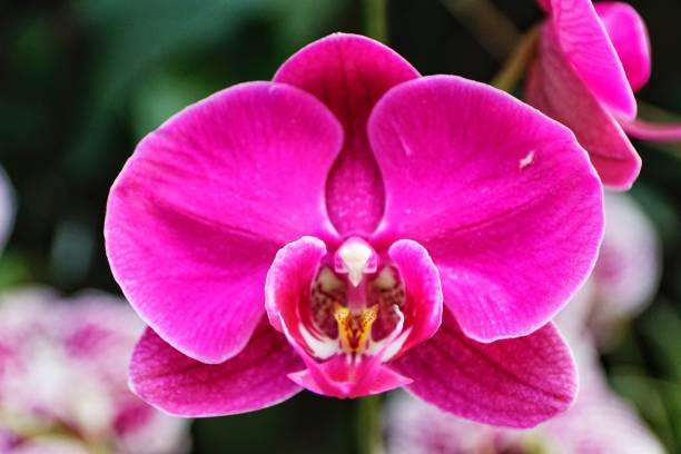 istock Orchids in the park 1138834867