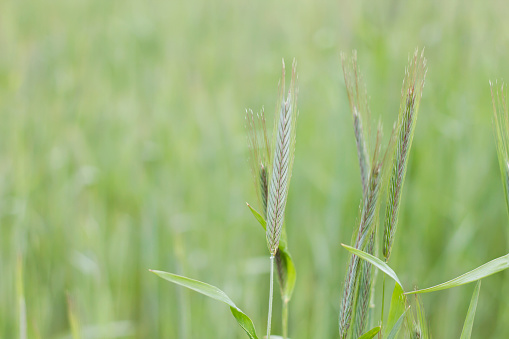 Green wheat filed detail in the springtime countryside