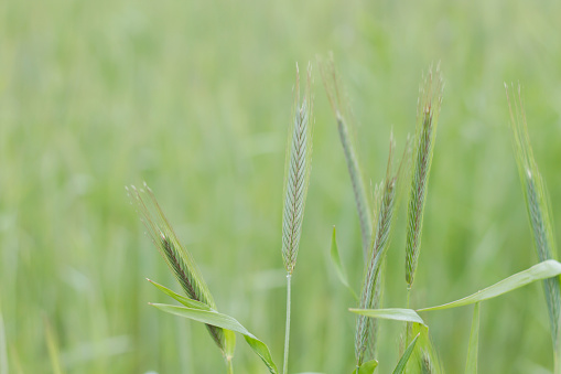 Green wheat filed detail in the springtime countryside