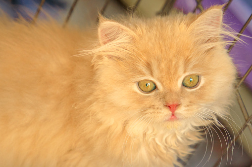 Potret Kucing Angora Turki Foto Stok - Unduh Gambar Sekarang - Amerika