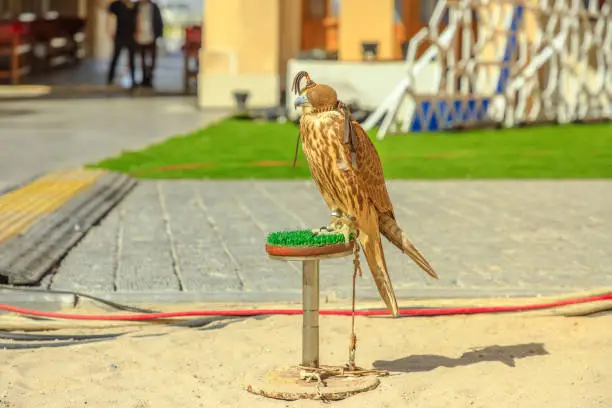 Photo of Falcon at Falcon Souk