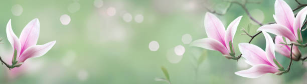 istock Mysterious spring background with blooming magnolia flowers and glowing bokeh. Magnificent floral banner. 1138836045