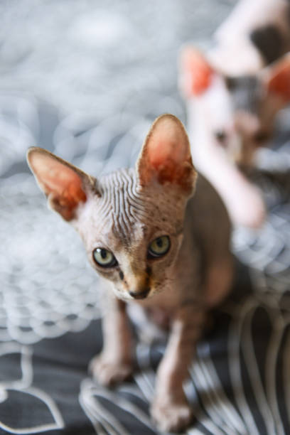 istock tabby sphinx kitten, bald cat, small baby cat toddler 1138836129
