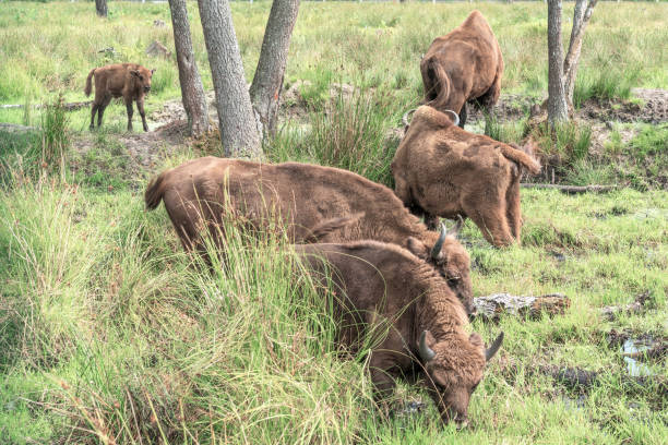 istock European bison, bison bonasus, aim 1138837552