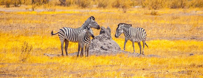 Burchell's Zebra at Ombika Waterhole in Etosha National Park in Kunene Region, Namibia