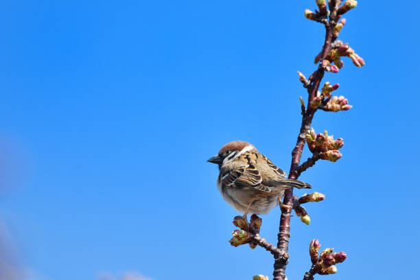 istock kawazu cherry blossom and sparrow 1138838833