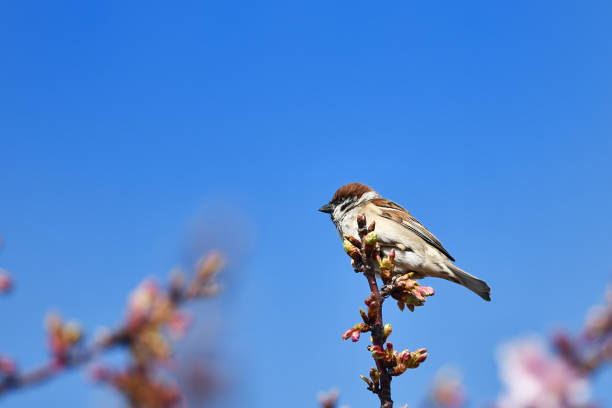 istock kawazu cherry blossom and sparrow 1138838838