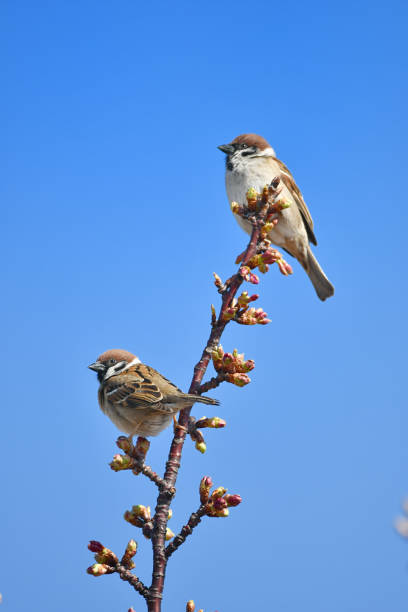 istock kawazu cherry blossom and sparrow 1138838839