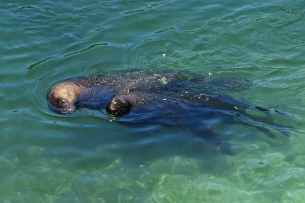 istock South American Sea Lion 1138840261