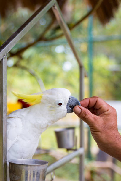 istock male hand feeds a beautiful white macaw parrot 1138840289