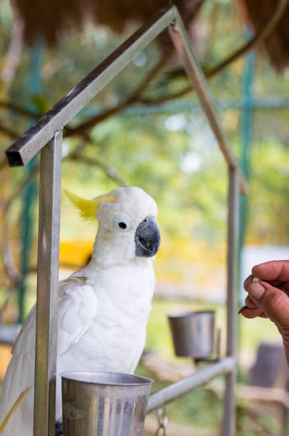 istock male hand feeds a beautiful white macaw parrot 1138840292