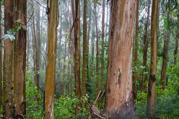 istock Eucalypt trees green woodland 1138840735