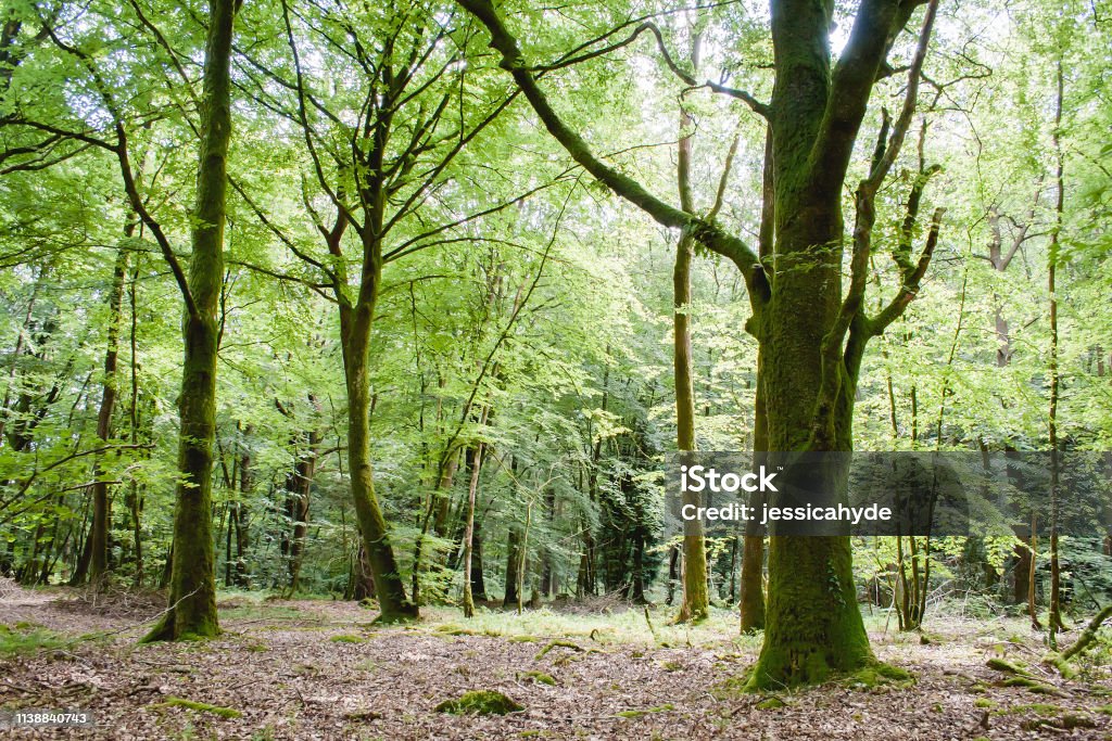 Paimpont forest, Broceliance, France Green deciduous woodland landscape in springtime Foret de Paimpont Stock Photo