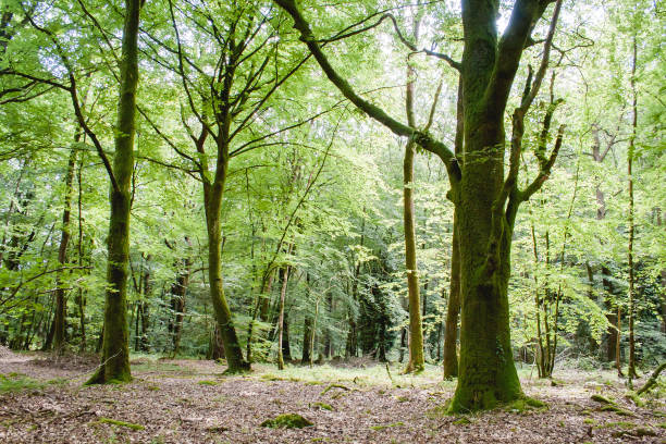 Paimpont forest, Broceliance, France Green deciduous woodland landscape in springtime foret de paimpont stock pictures, royalty-free photos & images