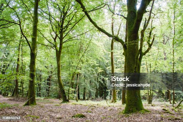 Paimpont Forest Broceliance France Stock Photo - Download Image Now - Foret de Paimpont, Forest, Brittany - France