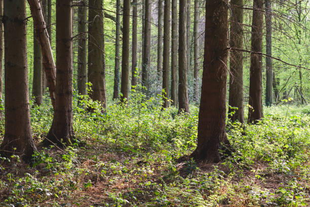 istock Green mixed woodland in springtime 1138840745