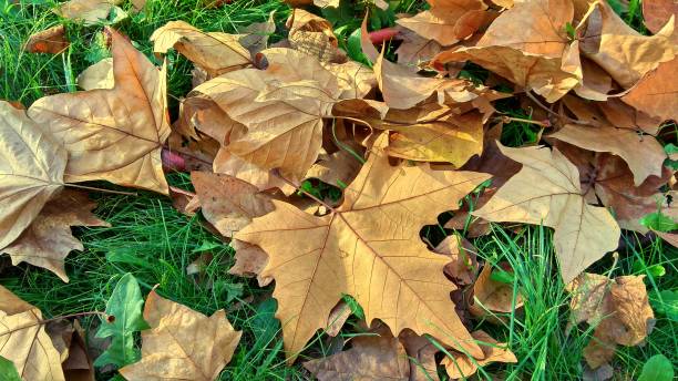 istock Autumn platan leaves having five triangular lobes are on the green grass. 1138840773