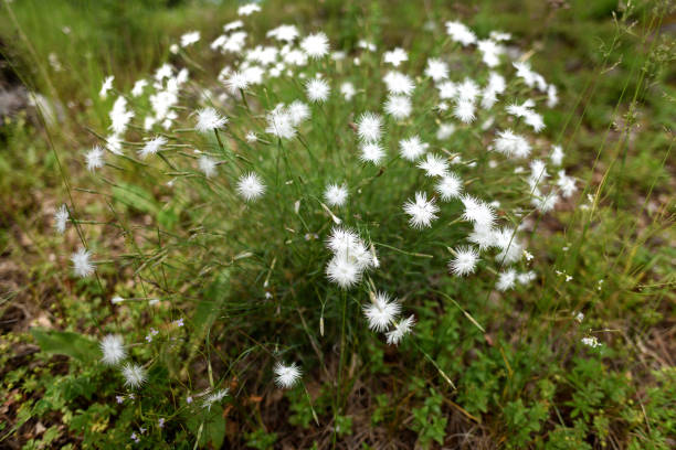 Flor branca da montanha delicada - foto de acervo