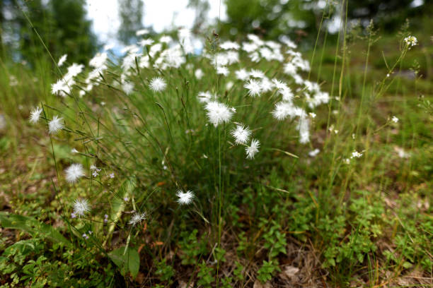 Flor branca da montanha delicada - foto de acervo