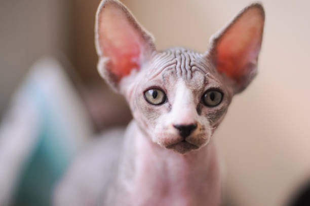 istock tabby sphinx kitten, bald cat, small baby cat toddler 1138842056