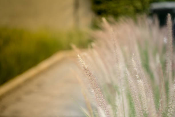 Flower grass beside road. Abstract nature background