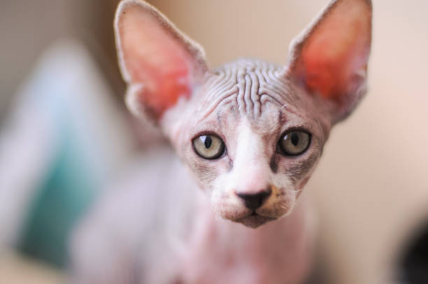 istock tabby sphinx kitten, bald cat, small baby cat toddler 1138842113