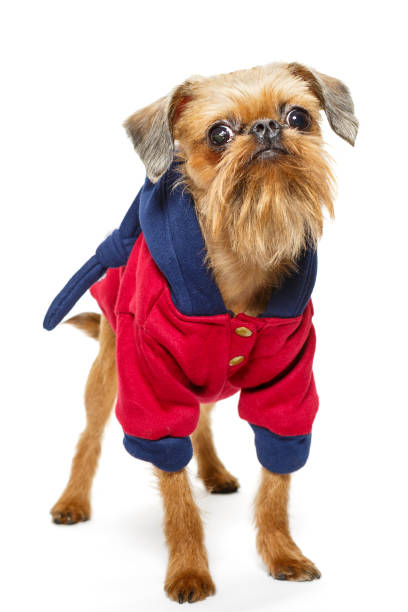 istock Dog  Griffon in a hoodie 1138842393