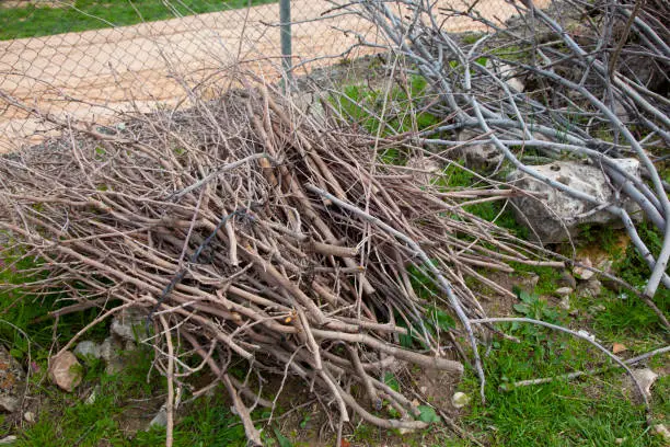 bunch of pruned, piled and tied branches. Prepared to be burned to use as a chamber and thus to have what to light the fire throughout the winter.