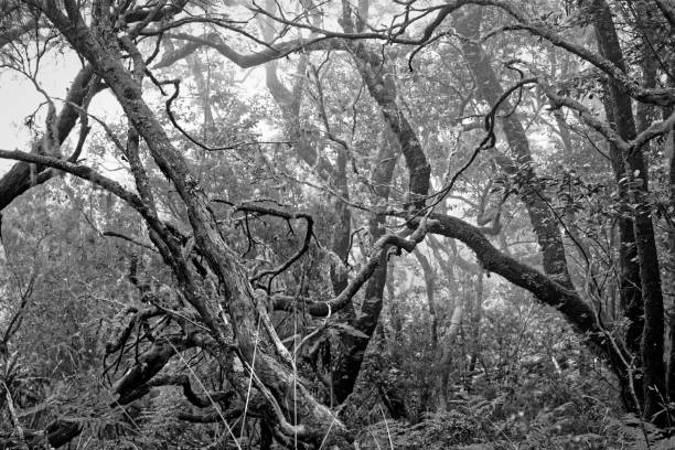 istock Bare tree branches in a dense forest as a black and white photo 1138842612