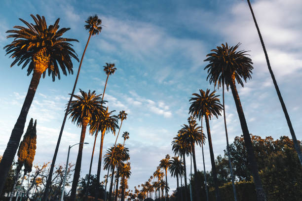 beverly hill palm trees beverly hill palm trees boulevard photos stock pictures, royalty-free photos & images