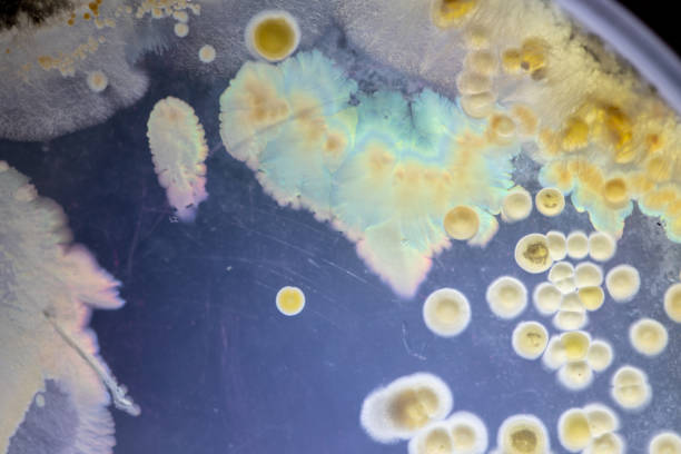 istock characteristic of Actinomyces, Bacteria, yeast and Mold on selective media from soil samples for study in laboratory microbiology. 1138843758