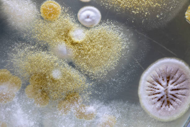 istock characteristic of Actinomyces, Bacteria, yeast and Mold on selective media from soil samples for study in laboratory microbiology. 1138843835