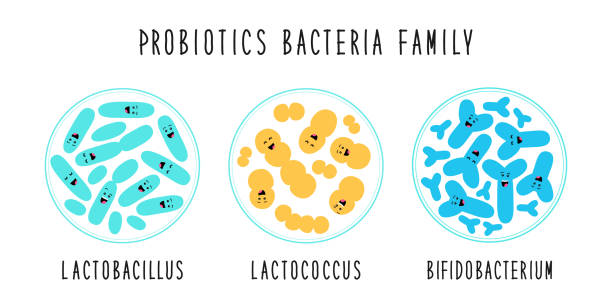 Funny probiotics bacteria family cartoon characters isolated on white, gut and intestinal flora, set in flat style Funny probiotics bacteria family cartoon characters isolated on white, gut and intestinal flora, germs, virus, set of good microbes in flat style for your decoration bifidobacterium stock illustrations