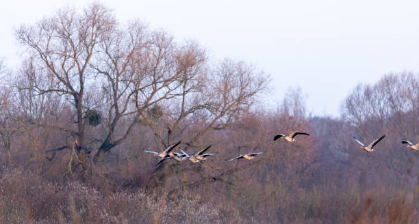 istock Flight of Greylag Geese 1138845764
