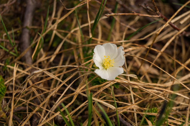 istock Lonely flower in grass 1138845823