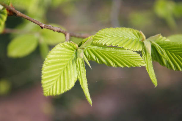 istock European or common hornbeam. Carpinus betulus 1138845962