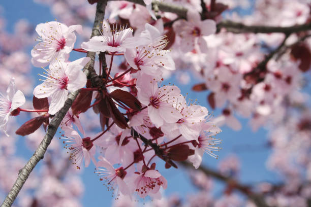 istock Pink Cherry flowers on branch against blue sky 1138846169
