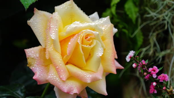 istock flower,nature,close up 1138846250