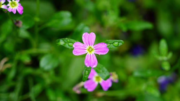 istock flower,nature,close up 1138846432