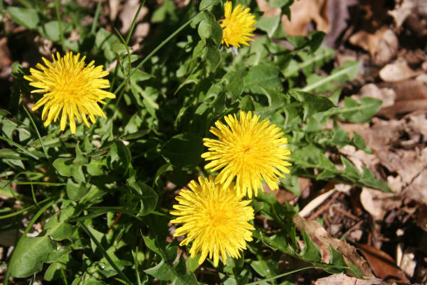 istock Dandelion plant with yellow flowers 1138846446