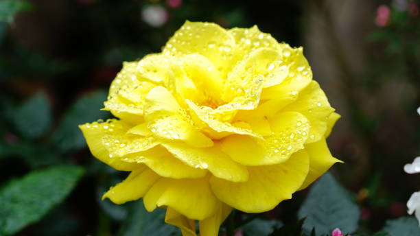 istock flower,nature,close up 1138846451