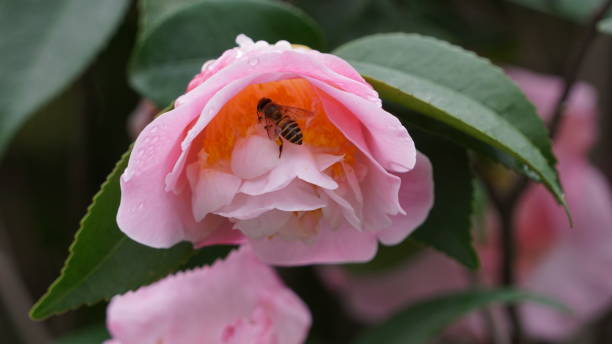 istock flower,nature,close up 1138846499