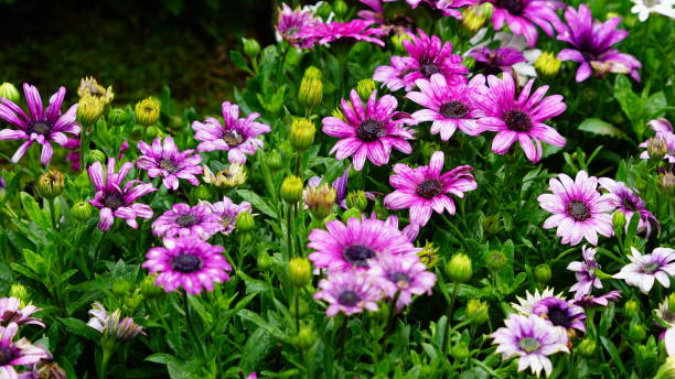 istock flower,nature,close up 1138847194