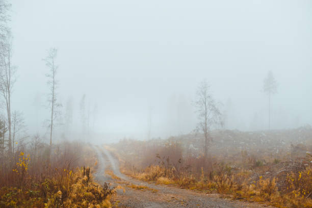 Foggy walk in Sweden
